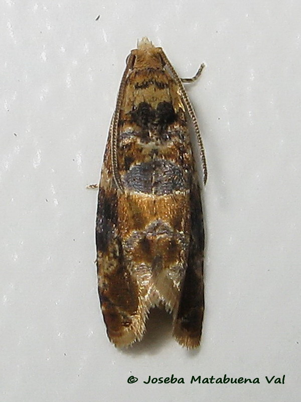 Lobesia (Lobesia) botrana - Tortricidae